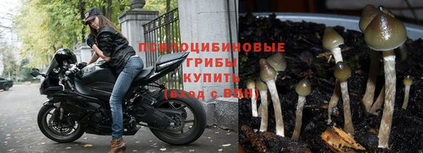 шишки Алзамай
